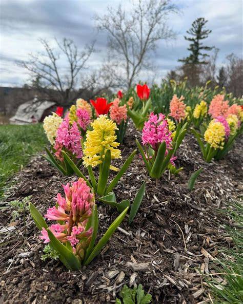 keep hyacinths blooming