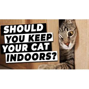 keep your cat inside
