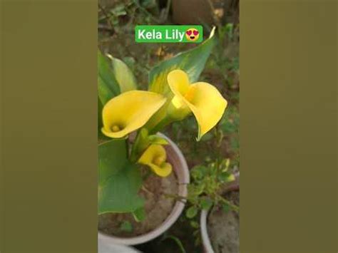 kela lily flower