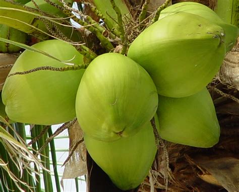 Daun kelapa membantu mengatasi sembelit