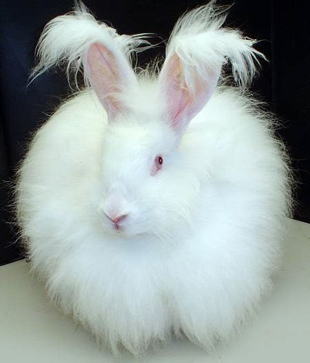 Kelinci Angora