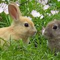 kelinci bintik cantik