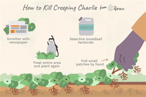 kill creeping charlie