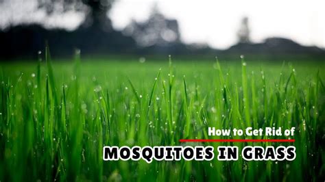 kill mosquitoes in grass