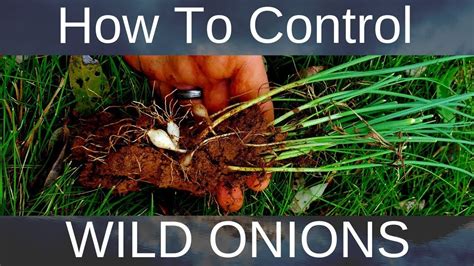 kill wild onions