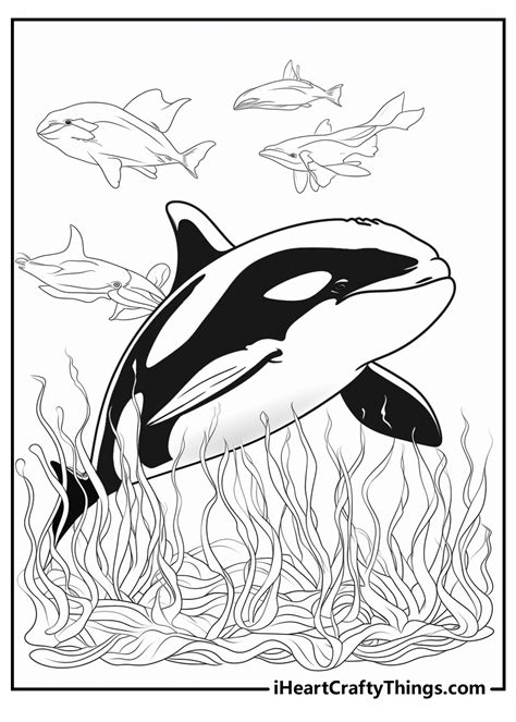 killer whale coloring