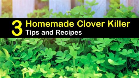 killing clover with vinegar