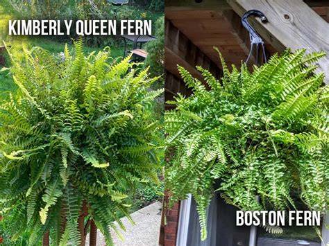 kimberly queen vs boston fern