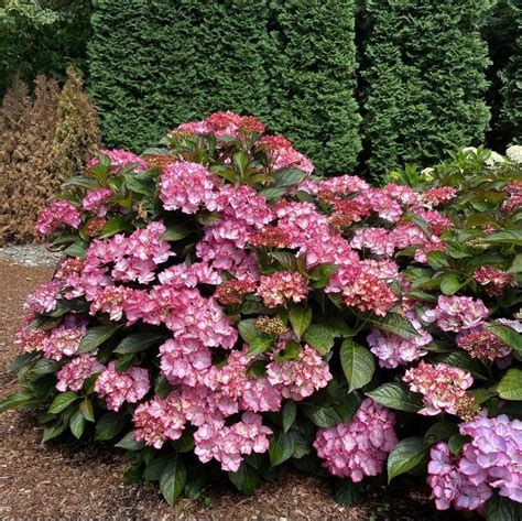 kimono hydrangea