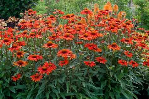 kismet intense orange coneflower