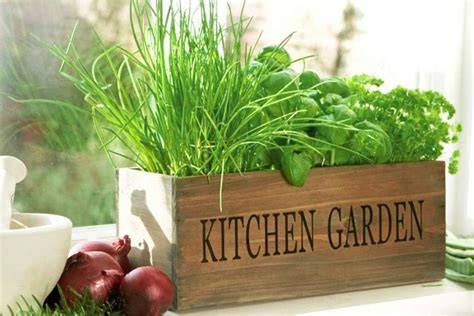 kitchen gardening tips
