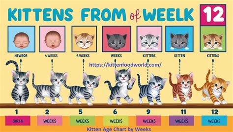 Kittens By Age Chart