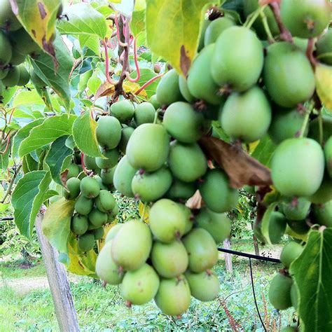 kiwi plant