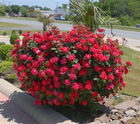 knockout rose bush