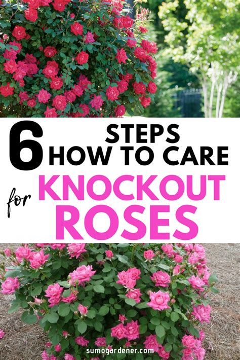 knockout roses care