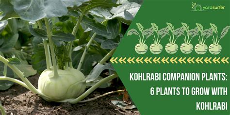 kohlrabi companion plants