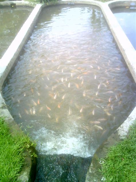 Kolam Ikan Air Tawar untuk ikan cupang