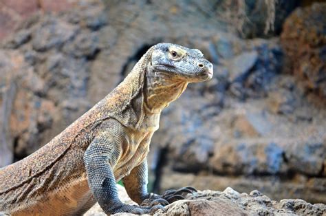 Komodo