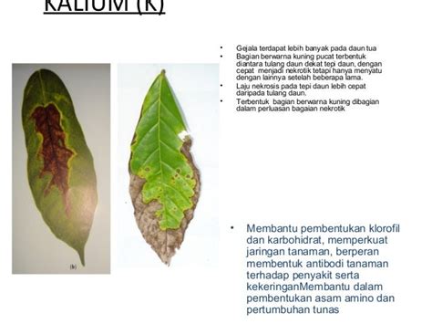 kondisi tanaman