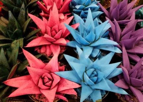 kosmic cactus