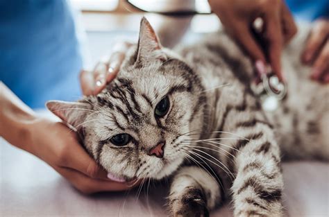 Kucing Lesu