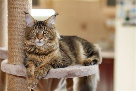 Kucing Main