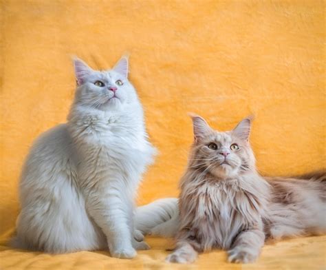 Kucing Maine Coon