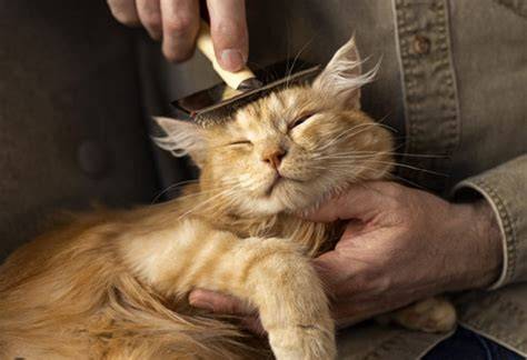 Kucing Manja