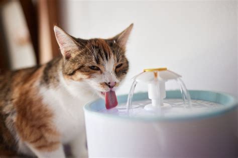 Kucing Sedang Minum