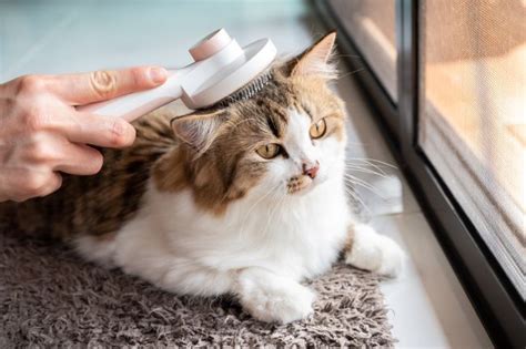 kucing sehat