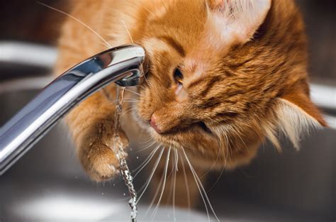 Kucing tidak mau minum air