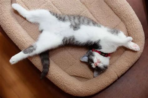 Kucing Tidur
