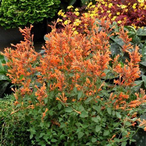 kudos mandarin hyssop