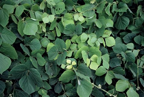 kudzu grass