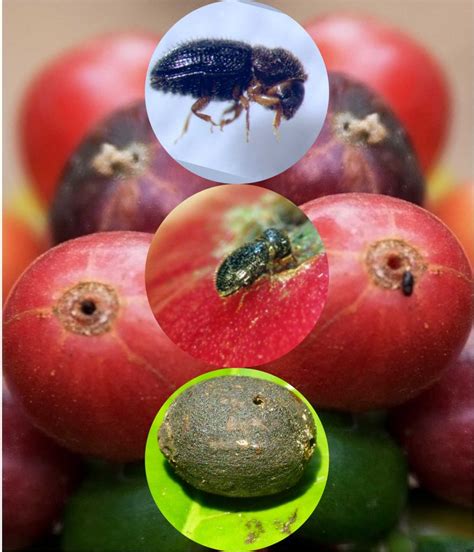Hama Kumbang Penggerek Buah Kacang Panjang