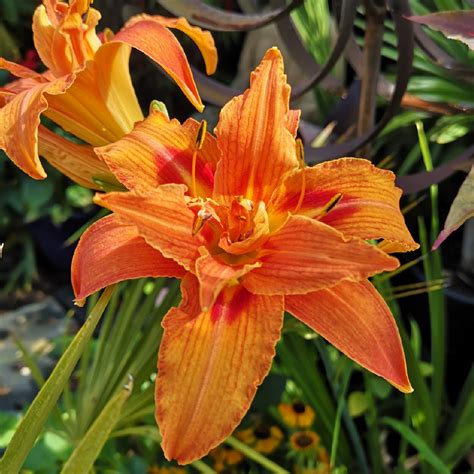 kwanso daylily