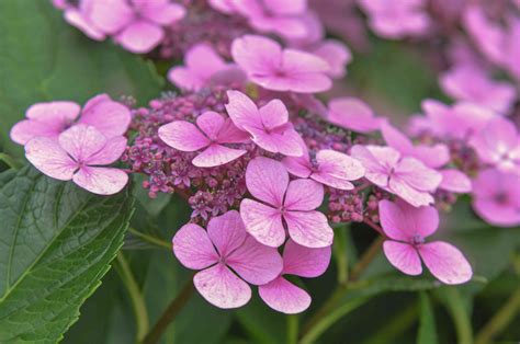lace leaf hydrangea
