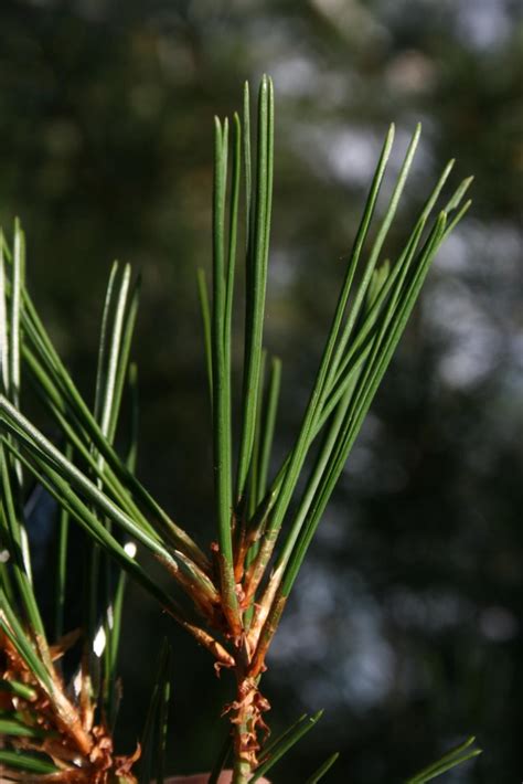 lacebark pine trees