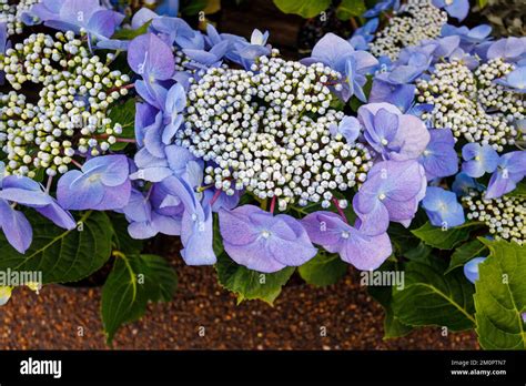 lacecap hydrangea