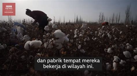 Ladang Kapas