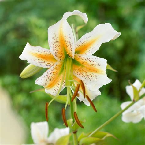 lady alice lily