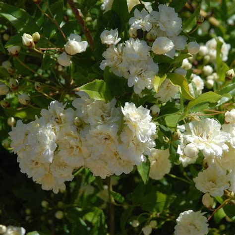 Unraveling the Beauty of Lady Banks Rose White