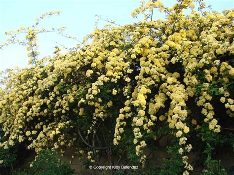 lady banks rose yellow