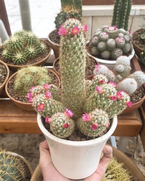 lady finger cactus