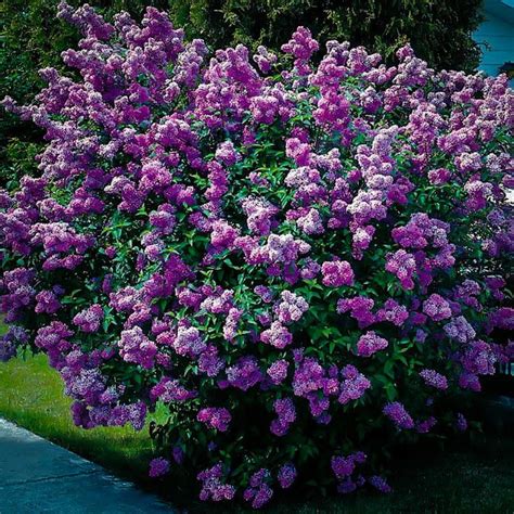 lady lavender lilac