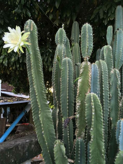 lady of the night cactus