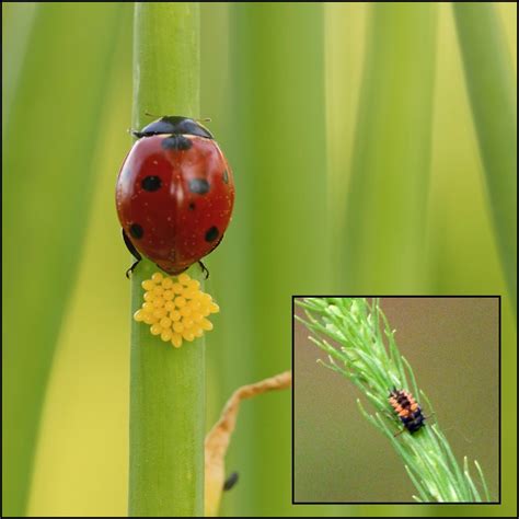 ladybug egg larvae information