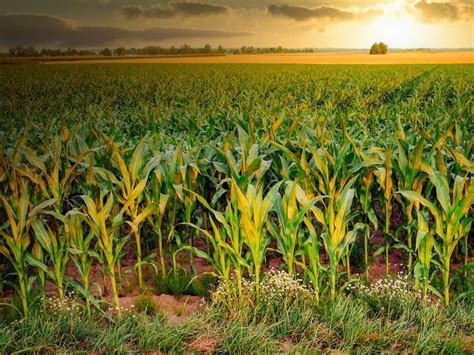 lahan-optimal-pertumbuhan-jagung