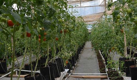 lahan untuk menanam tomat
