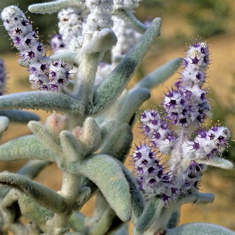lambs tail plant